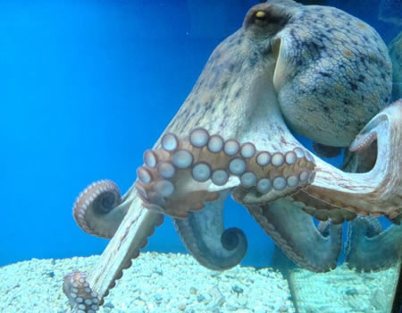 4: Visit Porec Aquarium