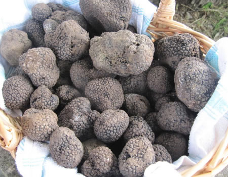 1: Try the Istrian white and black truffle